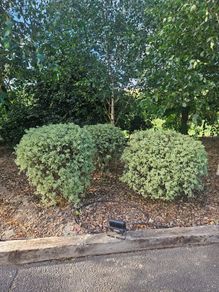 Lot  37  Garden Shrubs 500  (Box & Pittosporum)