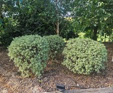 Lot  37  Garden Shrubs 500  (Box & Pittosporum)