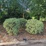 Lot  37  Garden Shrubs 500  (Box & Pittosporum) Image 9
