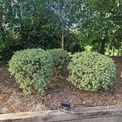 Lot  37  Garden Shrubs 650  (Box & Pittosporum)