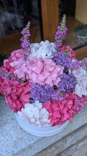 Hydrangea