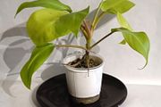 Philodenron Malaya Gold