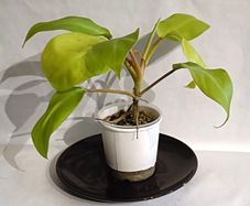 Philodenron Malaya Gold