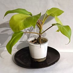 Philodenron Malaya Gold