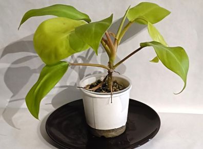 Philodenron Malaya Gold