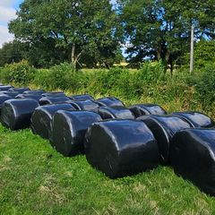 1st Cut Silage Bales