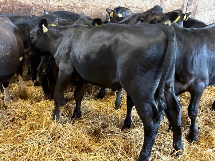 16 smashing heifer Weanlings