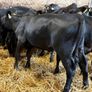 16 smashing heifer Weanlings Image 9