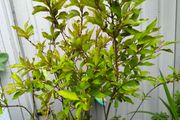 garden plants
