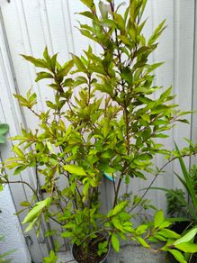 garden plants