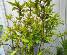 garden plants