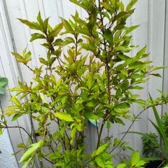 garden plants