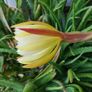Epiphyllum Cacti. Beautiful rare cactus. Image 7