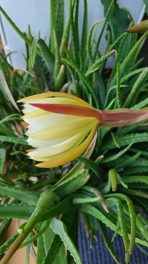 Epiphyllum Cacti. Beautiful rare cactus.