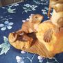 Aynsley Two Mice Master Craft  Figurine Image 5