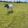 Breeding Heifers Image 9