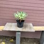 aeonium devil's eye - (rare succulent) Image 3
