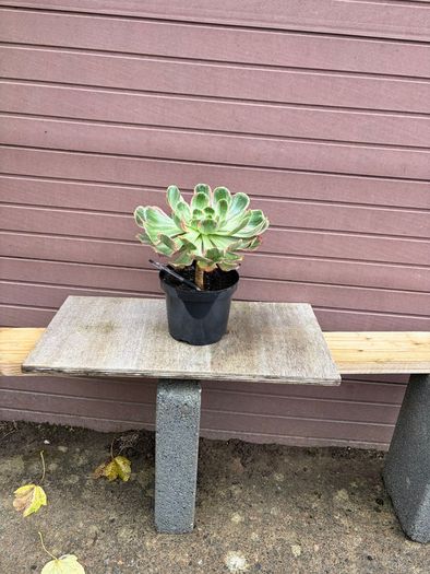 aeonium devil's eye - (rare succulent)
