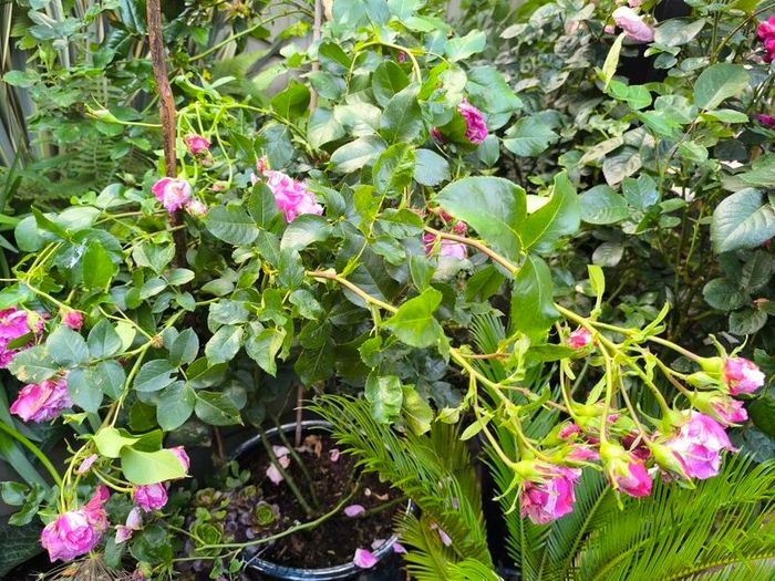 garden plants