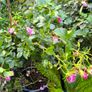 garden plants Image 3
