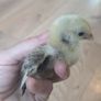 Sebright Chicks and Hatching Eggs Image 3