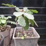 Native Irish oak trees Image 3