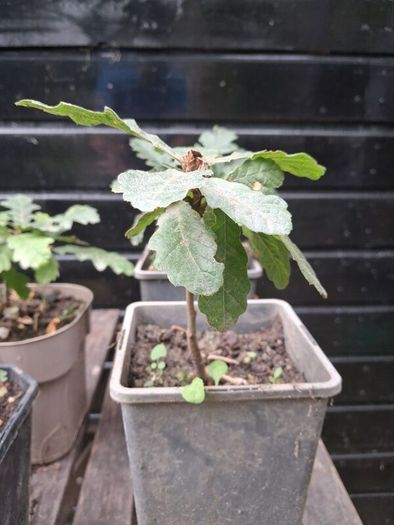 Native Irish oak trees