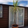 Palm Tree Image 6