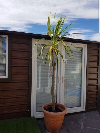 Palm Tree