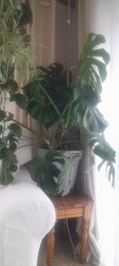 plants