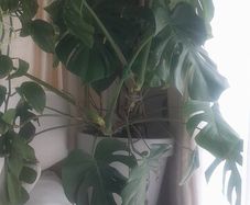 plants