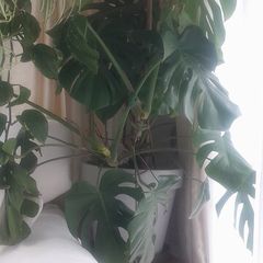 plants