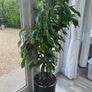 Indoor Plant Image 2
