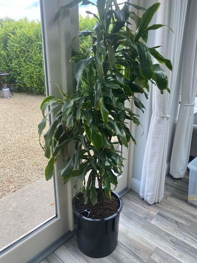 Indoor Plant