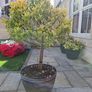 Barrel Planter Image 2