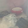 Winter White hamster for adoption Image 4