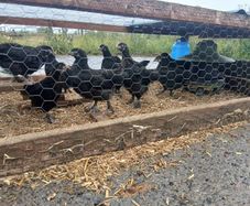 poultry
