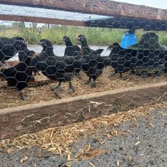 poultry