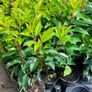 Portuguese Laurel Image 9