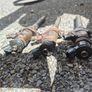 1.6 Hdi Injectors Image 2