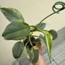 Rare houseplant Philodendron Silver Sword variegata Image 2