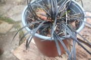 Ophiopogon, evergreen black leaved grass that has lilac flowers in summer x 3 LEFT at 7.00  euro each