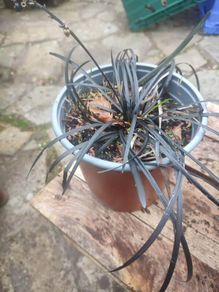 Ophiopogon, evergreen black leaved grass that has lilac flowers in summer x 3 LEFT at 7.00  euro each