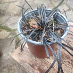 Ophiopogon, evergreen black leaved grass that has lilac flowers in summer x 3 LEFT at 7.00  euro each