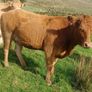 Heifers Image 5