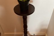 Aloe Vera Plant