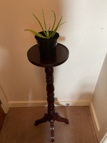 Aloe Vera Plant