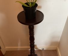 Aloe Vera Plant