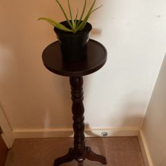 Aloe Vera Plant