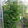 Greenhouse Aluminium Image 2